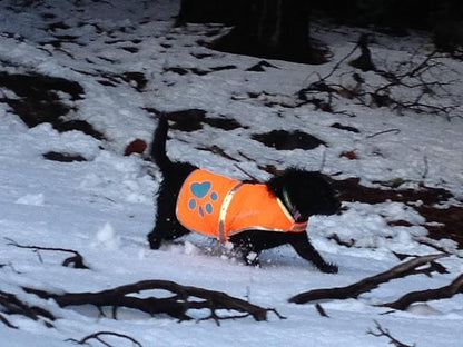 SafetyPUP XD Reflective Dog Vest. Hi-Visibility, Fluorescent Blaze Orange Dog Vest Helps Protect Your Best Friend. Safeguard Your PUP from Motorists & Hunting Accidents, On or Off Leash (Small)