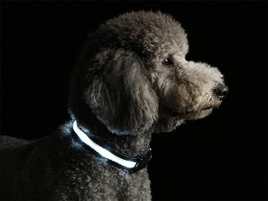 LED Dog Collar for Small Dogs Cats - Fully Waterproof & Adjustable Glow Collar - USB-C Rechargeable for Night Walking, Safety - Flashing Lighted Collar for Dogs(White,S)