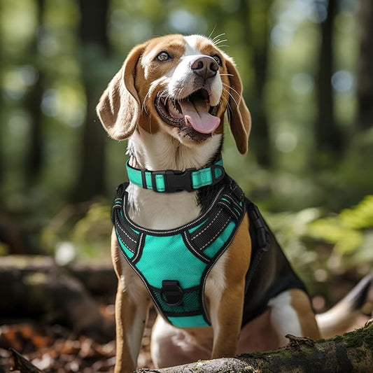 Joytale Reflective Dog Collar, Soft Neoprene Padded, Metal D-Ring, Nylon Pet Collar Adjustable for Extra Large Dogs, Teal, XL