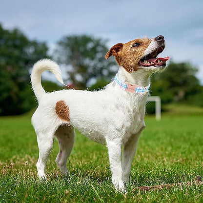 Unique Style Paws Dog Collar with Metal Buckle - Blue Pink Grid Pattern - Durable & Cute for Small to Large Dogs