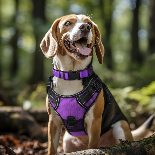 Joytale Reflective Dog Collar, Soft Neoprene Padded, Metal D-Ring, Nylon Pet Collar Adjustable for Extra Large Dogs, Purple, XL