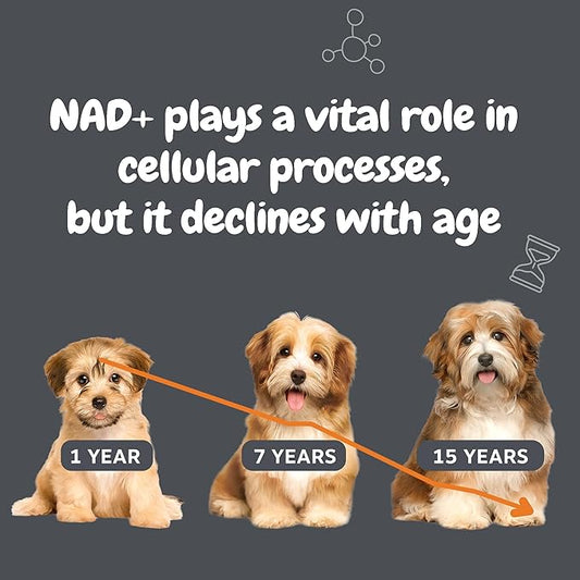 Zesty Paws NAD+ Precursor Supplement for Dogs - Niagen for Healthy Aging & Skeletal Muscle Support & Recovery - Brain, Heart, & Cellular Energy Support - Nicotinamide Riboside Chloride – 30 Sachets