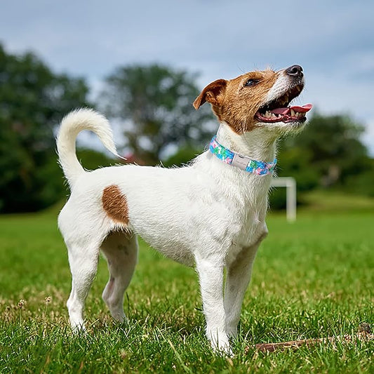 Unique Style Paws Metal Buckle Banana Leaves Dog Collar, Durable & Cute, Suitable for Small, Medium & Large Dogs, Unique Design, Superior Craftsmanship, Exceptional Customer Service