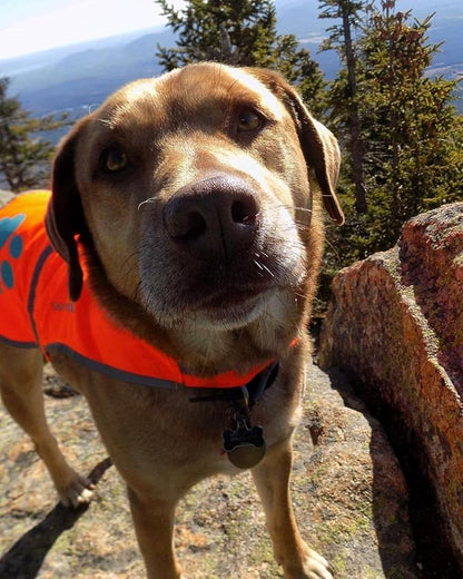 SafetyPUP XD Reflective Dog Vest. Hi-Visibility, Fluorescent Blaze Orange Dog Vest Helps Protect Your Best Friend. Safeguard Your PUP from Motorists & Hunting Accidents, On or Off Leash (X-Large)