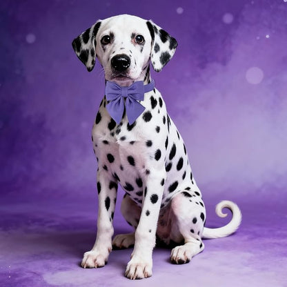 Maca Bates Purple Dog Collar with Cute Petunia Solid Sailor Bow Tie,Small Girl Boy Dogs,Girly Adjustbale Durable Breakaway Soft Collars with Bowtie for Female Male Puppy,Pet with Metal Buckle