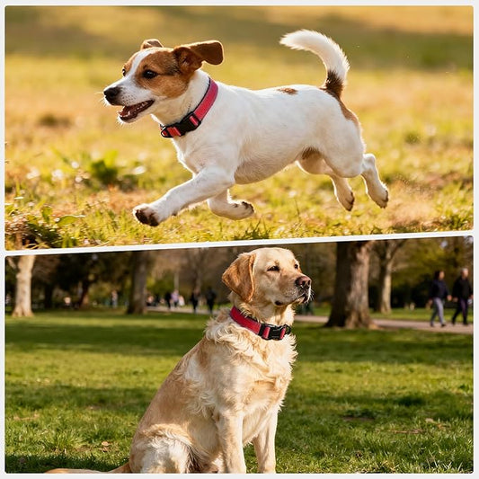 Reflective Dog Collar with Quick Release Buckle - Metal Ring - Adjustable Soft Neoprene Padded Basic Dog Collar for Small Medium Large Dogs (Red, Small :Width 1",Neck 11.8-15.7")