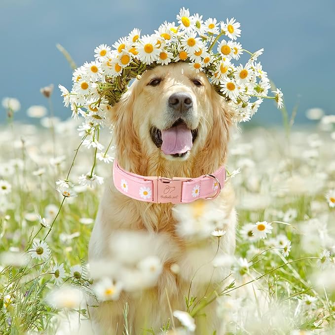 Spring Dog Collar, Cute Pink Daisy Femal Pet Collar with Metal Buckel, Durable Adjustable Designer Dog Collars for Small Medium Large Dogs L