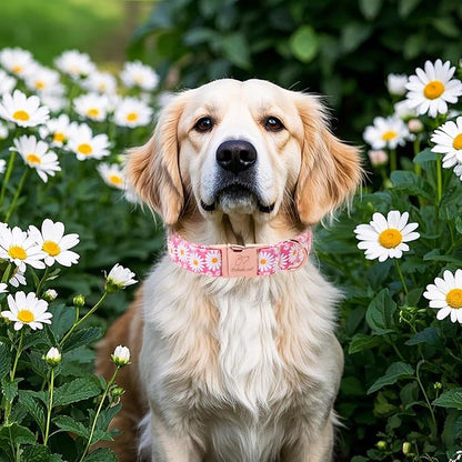 Pink Daisy Dog Collar, Cute Spring Flower Female Pet Collar with Metal Buckel, Soft Adjustable Designer Dog Collars for Small Medium Large Dogs L