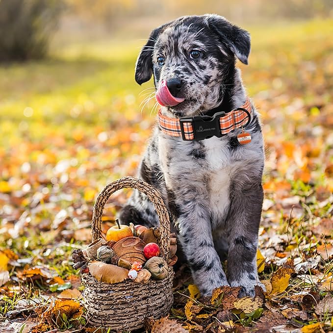 ARING PET Puppy Fall Dog Collar, Autumn Orange Black White Plaid Pet Collars for Small Medium Large Girl Boy Dogs Halloween-XL Size
