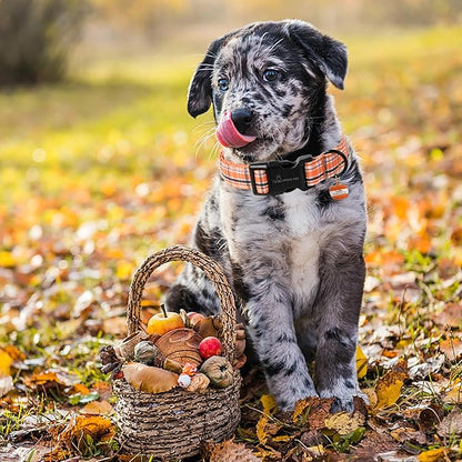 ARING PET Puppy Fall Dog Collar, Autumn Orange Black White Plaid Pet Collars for Small Medium Large Girl Boy Dogs Halloween-XL Size