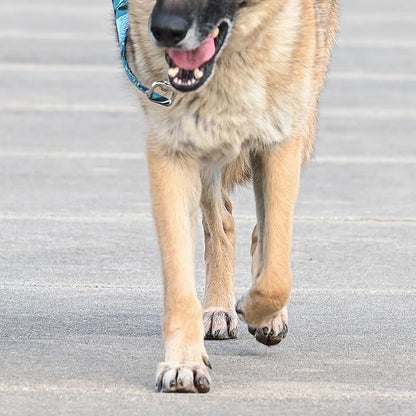 Dog Paw Protector for Hot Pavement - Use Street Wax Before Taking Dogs on Asphalt - Balm Protects from Warm Surfaces Rocks Road Debris - Great for Dogs who Hate Dog Shoes for Hot Pavement