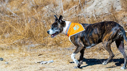 Bandana for Dogs. Blaze Orange Dog Scarf with Reflective Elements is a Perfect Pet Bandana Collar for Girl and Boy Dogs. Enhance Your Dog Walking Accessories with Our High-Visibility Handkerchief