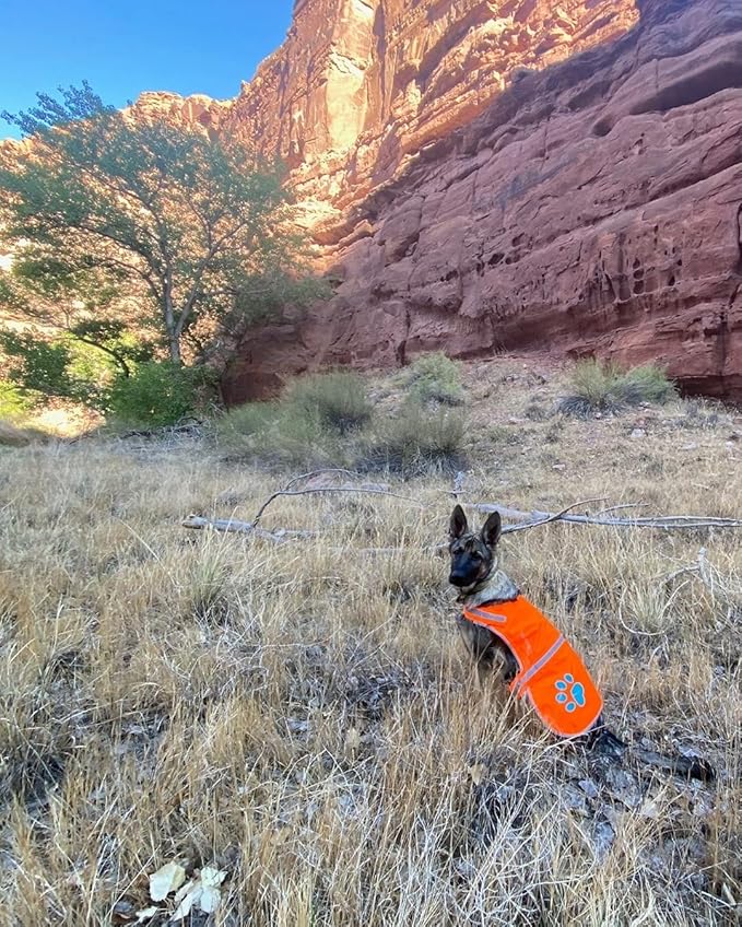 SafetyPUP XD Reflective Dog Vest. Hi-Visibility, Fluorescent Blaze Orange Dog Vest Helps Protect Your Best Friend. Safeguard Your PUP from Motorists & Hunting Accidents, On or Off Leash (Large)
