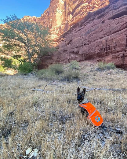 SafetyPUP XD Reflective Dog Vest. Hi-Visibility, Fluorescent Blaze Orange Dog Vest Helps Protect Your Best Friend. Safeguard Your PUP from Motorists & Hunting Accidents, On or Off Leash (Large)