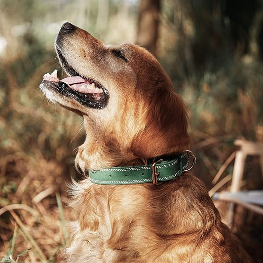 Leather Dog Collar, Heavy Duty, Wide, Genuine, for Medium & Large Dogs, Dual Stitch - Green