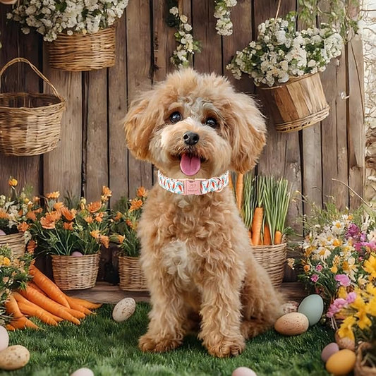 Easter Dog Collar, Cute Carrot Easter Collar for Boy Girl Dogs, Adjustable Heavy Duty Spring Holiday Dog Collars for Small Medium Large Dogs with Metal Buckle XL