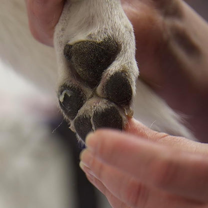 Dog Paw Balm – All Natural Pad Moisturizer for Dogs, Lick Safe Paw Wax for Dry Cracked Paws, Nose & Elbow Protection, Winter & Hot Pavement Relief