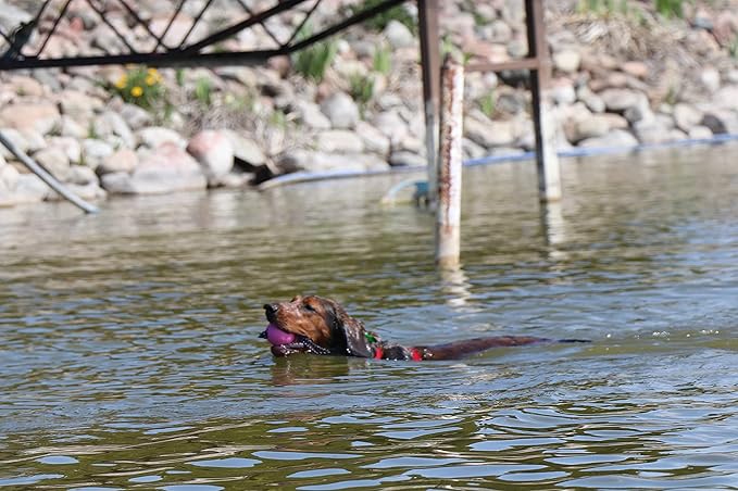Dingo BIBI Ball for Dog Training, Floating, Retrieving Toy for Dog, Soft Rubber and Rope Handle, Pink Color 17251