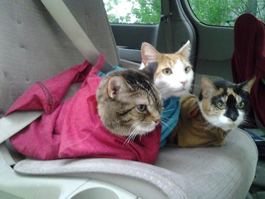Cat-in-the-Bag Cozy Comfort Carrier - Small Lavender Pet Carrier and Cat Carrier Soft for Grooming, Vet Visits, Medication Administration, Dental Care, and Nail Trimming