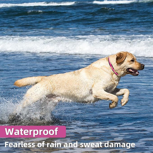 Light Up Dog Collar: Rechargeable Waterproof Safety Pet Accessories - Glow in The Dark Dogs Collars for Night Walking - Best Flashing Neon Pink Lights and Glowing Lighted Gear in Nite Time