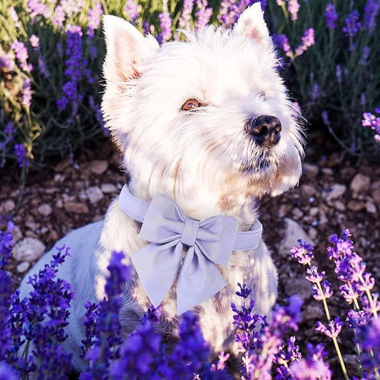 Maca Bates Violet Dog Collar with Cute Lavender Solid Sailor Bow Tie,Small Girl Boy Dogs,Girly Adjustbale Durable Breakaway Soft Collars with Bowtie for Female Male Puppy,Pet with Metal Buckle