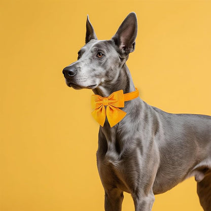 Maca Bates Mango Yellow Dog Collar with Cute Solid Sailor Bow Tie for Extra Large Girl Boy Dogs,Adjustbale Durable Breakaway Soft Collars with Bowtie for Female Male Puppy,Pet with Metal Buckle