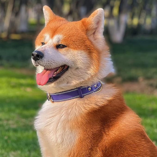Genuine Leather Dog Collar, Heavy Duty Wide Dog Collar, for Small,Medium, Large and Extra Large Dog (XL: 1.4" Wide for 18.6"-25.8" Neck, Dual Stitch - Purple)