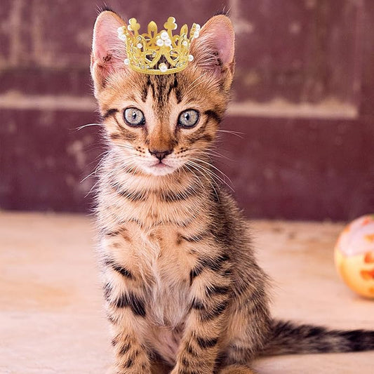 PET SHOW 2pcs Small Dog Crown Headband Puppies Rabbit Cat Hat for Birthday Party Silver Gold Rhinestone Faux Pearl Crown for Pet Holiday Wedding Hair Accessories Photo Prop Costume