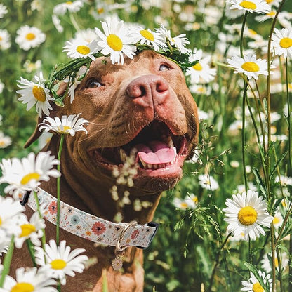 Faygarsle Cotton Designer Dogs Collar Cute Flower Dog Collars for Girl Female Small Medium Large Dogs with Flower Charms S