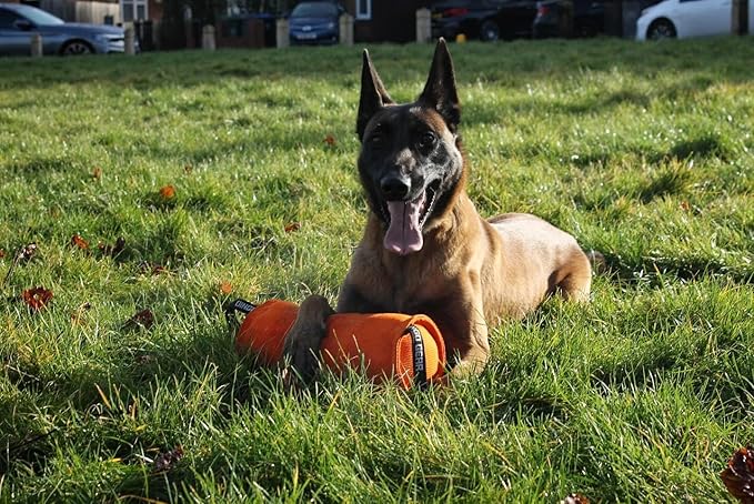 Dingo Gear Dog Tug Toy for Strong Dog, Bite Training, IGP, Fun, French Linen Candy, 12x5,5" Orange Berta S00098