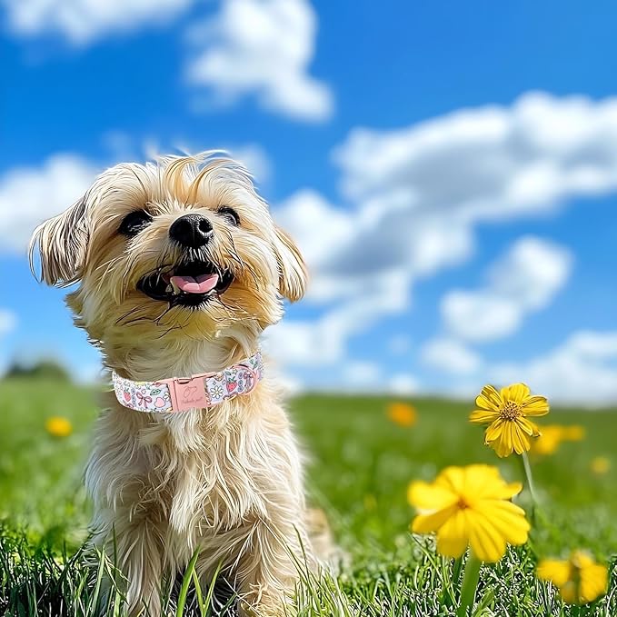 Cute Dog Collar, Spring Summer Pastel Dog Collars, Fruit Garden Dream Puppy Collar, Adjustable Heavy Duty Pet Collar for Small Medium Large Dogs with Metal Buckle L