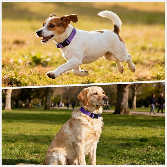 Reflective Dog Collar with Quick Release Buckle - Metal Ring - Adjustable Soft Neoprene Padded Basic Dog Collar for Small Medium Large Dogs (Purple, Small :Width 1",Neck 11.8-15.7")