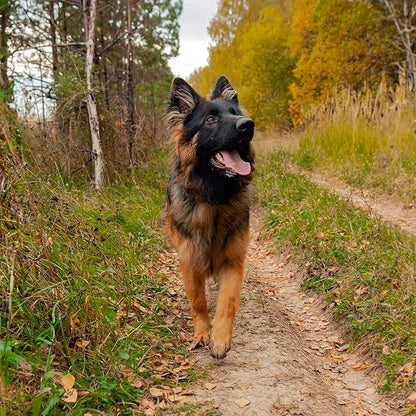 Dog Paw Trail Wax 2oz - Use Before Taking Dogs on a Hike - Balm Helps Protect Against Rocks, Uneven Terrain, Thorns, Glass - Moisturizes and Improves Elasticity - Lick-Safe - Made in USA