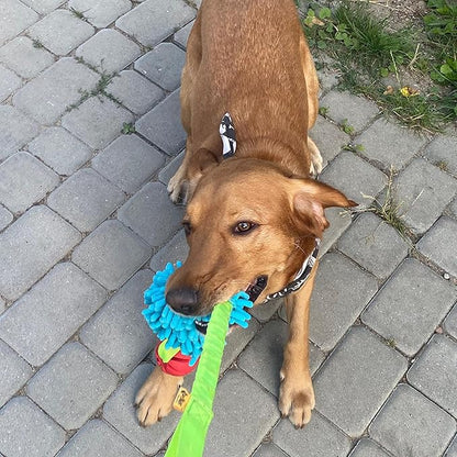 Dingo tug Toy for Dog, for Outdoor Indoor Play and tug of war, Bungee Handle, Soft Shaggy Nubby Like Plush Noodle and TPR Rubber Ball, Blue 15587