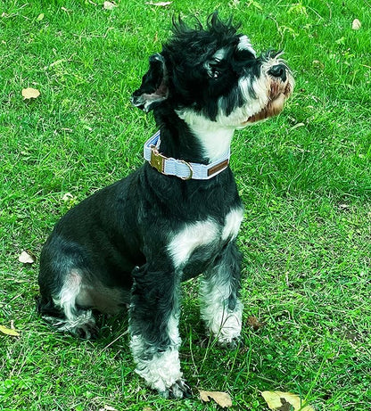 Unique Style Paws Blue Stripe Dog Collar Metal Buckle Gift Cute Collar for Small, Medium, Large Dogs