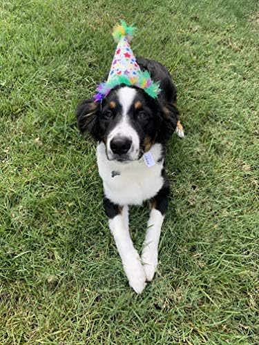 Huxley & Kent Pet Party Hat for Dogs & Cats - Fun Birthday Hat with SnugFit Adjustable Straps - Comfy Pet Costume Accessory for Parties, Gotcha Days & Celebrations - Superstar, Small