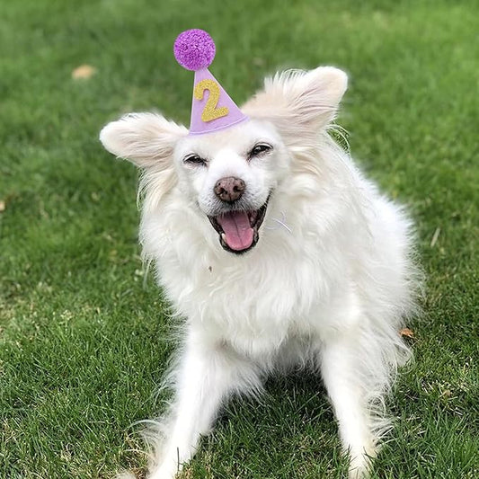 Pet Birthday Hat with Interchangeable Numbers 1-10 | Adjustable Pet Party Cone Hat for Dogs & Cats | Puppy Birthday Photo Props for 1st to 10th Birthday Celebrations (Purple Birthday Pet Hat)