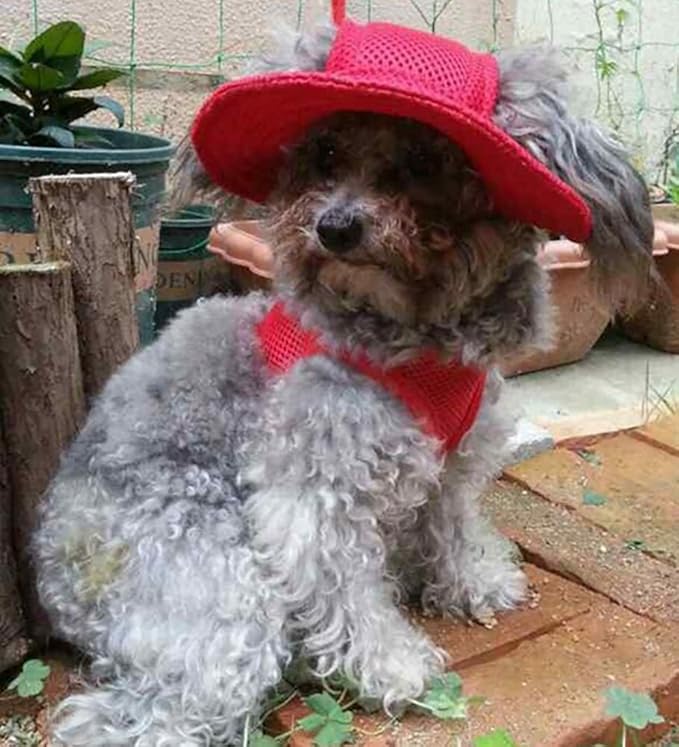 Round Brim Princess Hat Visor Hat Pet Dog Mesh Porous Sun Hat with Ear Holes for Small, Extra Small Dog Teddy, Pug, Chihuahua, Shih Tzu, Yorkshire Terriers, Papillon Red M